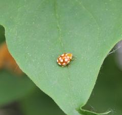 Vibidia duodecimguttata