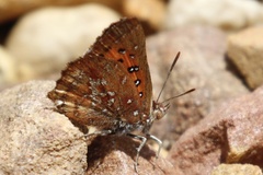 Aloeides thyra thyra