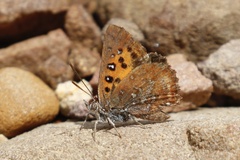 Aloeides thyra thyra