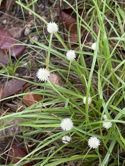Cyperus cristatus