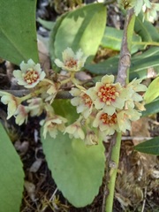 Laureliopsis philippiana