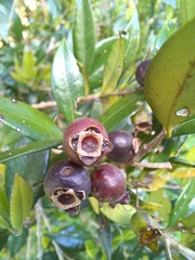 Myrceugenia planipes