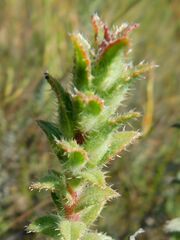 Lobostemon argenteus