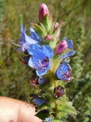 Lobostemon argenteus