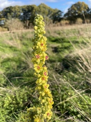Verbascum nigrum