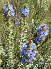 Lobostemon argenteus