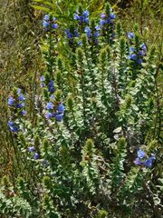 Lobostemon argenteus