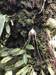 Masdevallia picturata