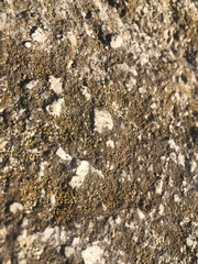 Candelariella aurella