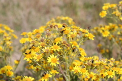 Senecio grisebachii