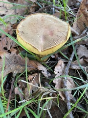 Xerocomus subtomentosus