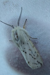 Spilosoma dubia