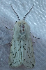 Spilosoma dubia