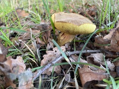 Xerocomus subtomentosus