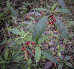 Psychotria tenuifolia