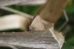 Badecla argentinensis