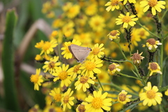 Badecla argentinensis