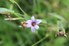 Sisyrinchium platense