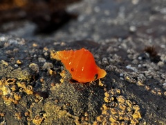 Littorina saxatilis