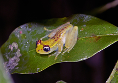 Boophis bottae