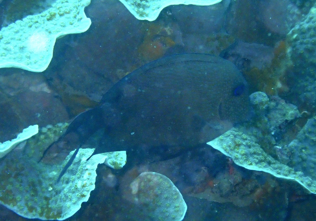 Twospot surgeonfish