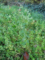 Chenopodium