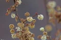 Acacia terminalis