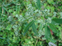 Chenopodium