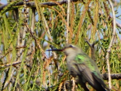 Cynanthus latirostris