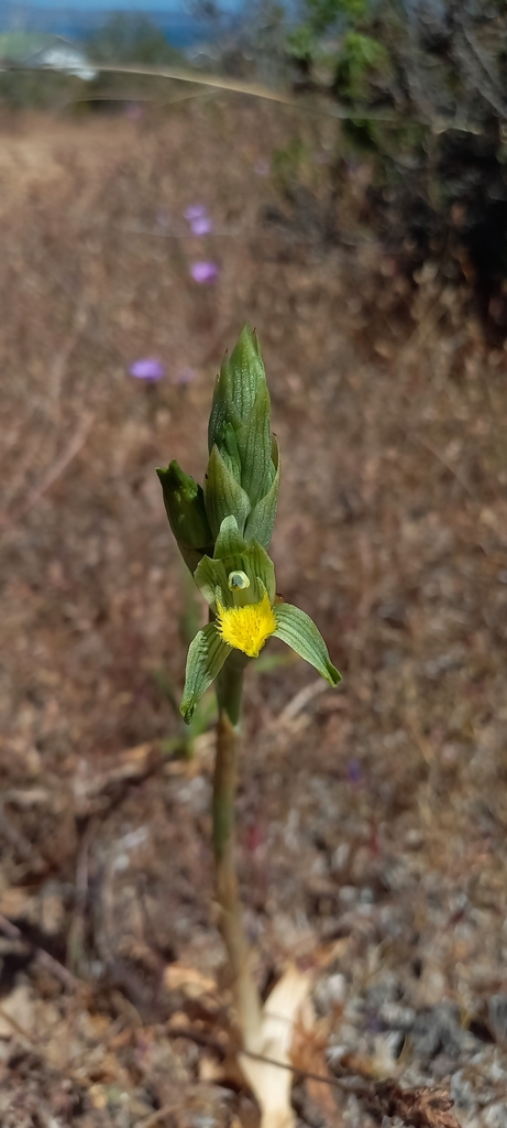 Chloraea cristata