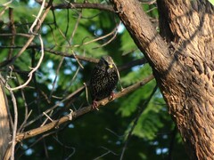 Sturnus vulgaris