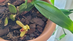 Maxillaria rufescens