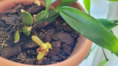 Maxillaria rufescens