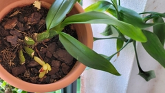 Maxillaria rufescens