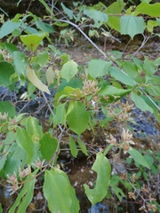 Philadelphus lewisii