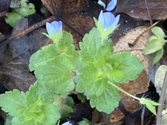 Veronica persica