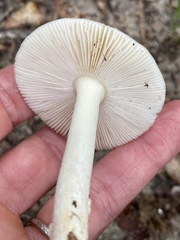 Amanita gioiosa
