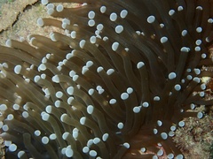 Euphyllia glabrescens