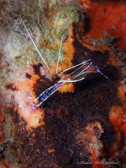 Ancylomenes pedersoni