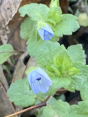 Veronica persica