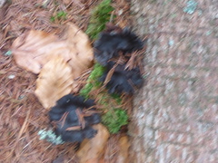 Craterellus cornucopioides