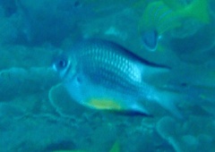 Amblyglyphidodon leucogaster