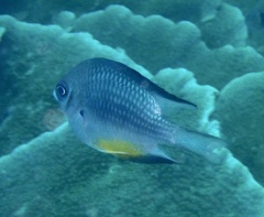 Amblyglyphidodon leucogaster