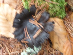 Craterellus cornucopioides