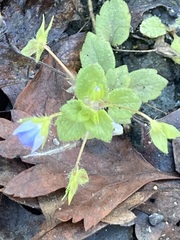 Veronica persica