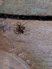 Amaurobius
