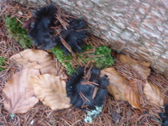 Craterellus cornucopioides