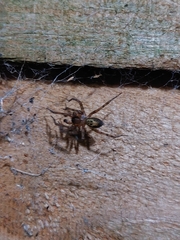 Amaurobius