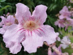 Podranea