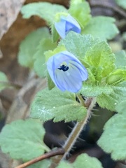 Veronica persica